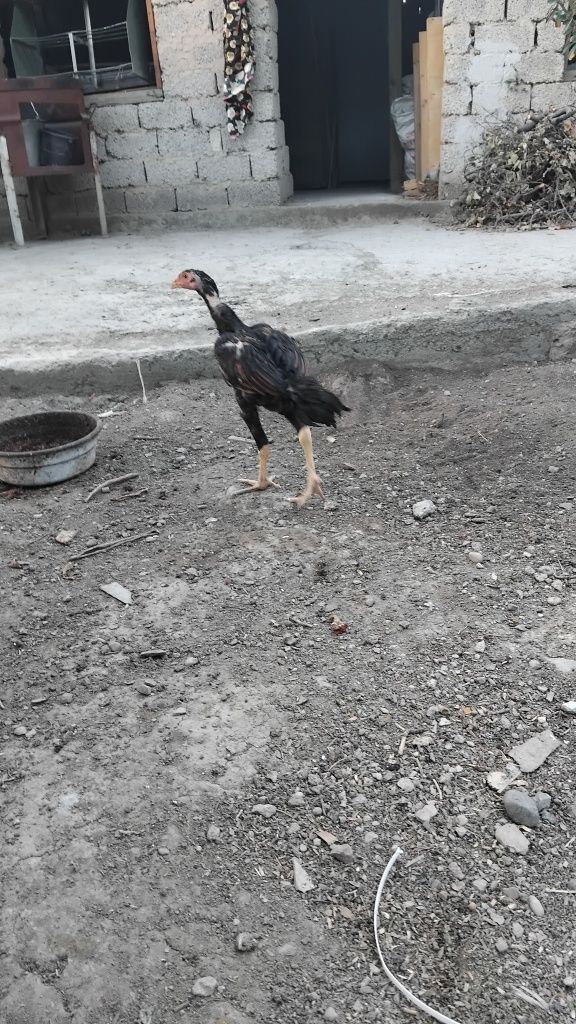 Dakan joja sotiladi