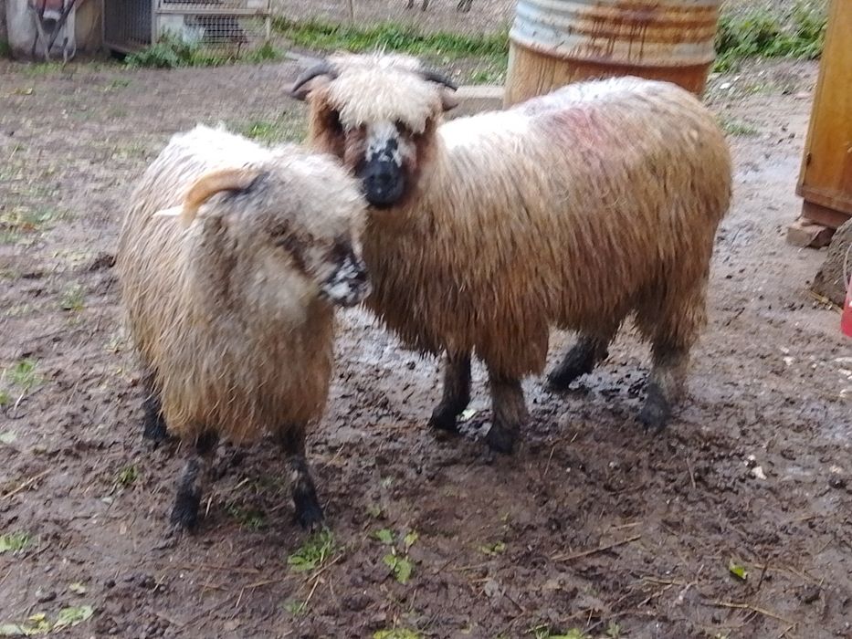 Vând 2 miele țurcane