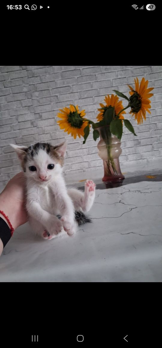 В добрые руки  котята