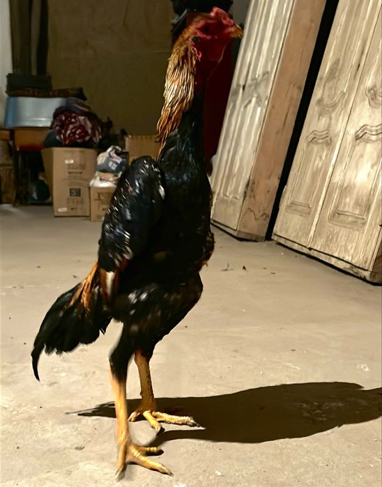 Дакан Шамо микс.