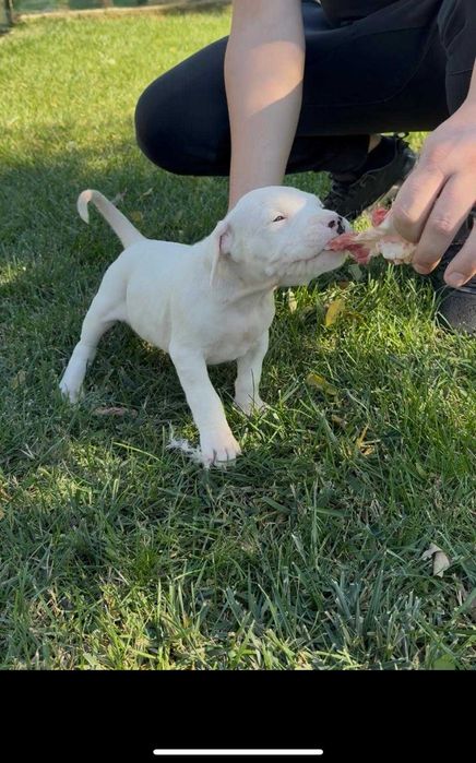 Dog Argentinian cu Pedigree