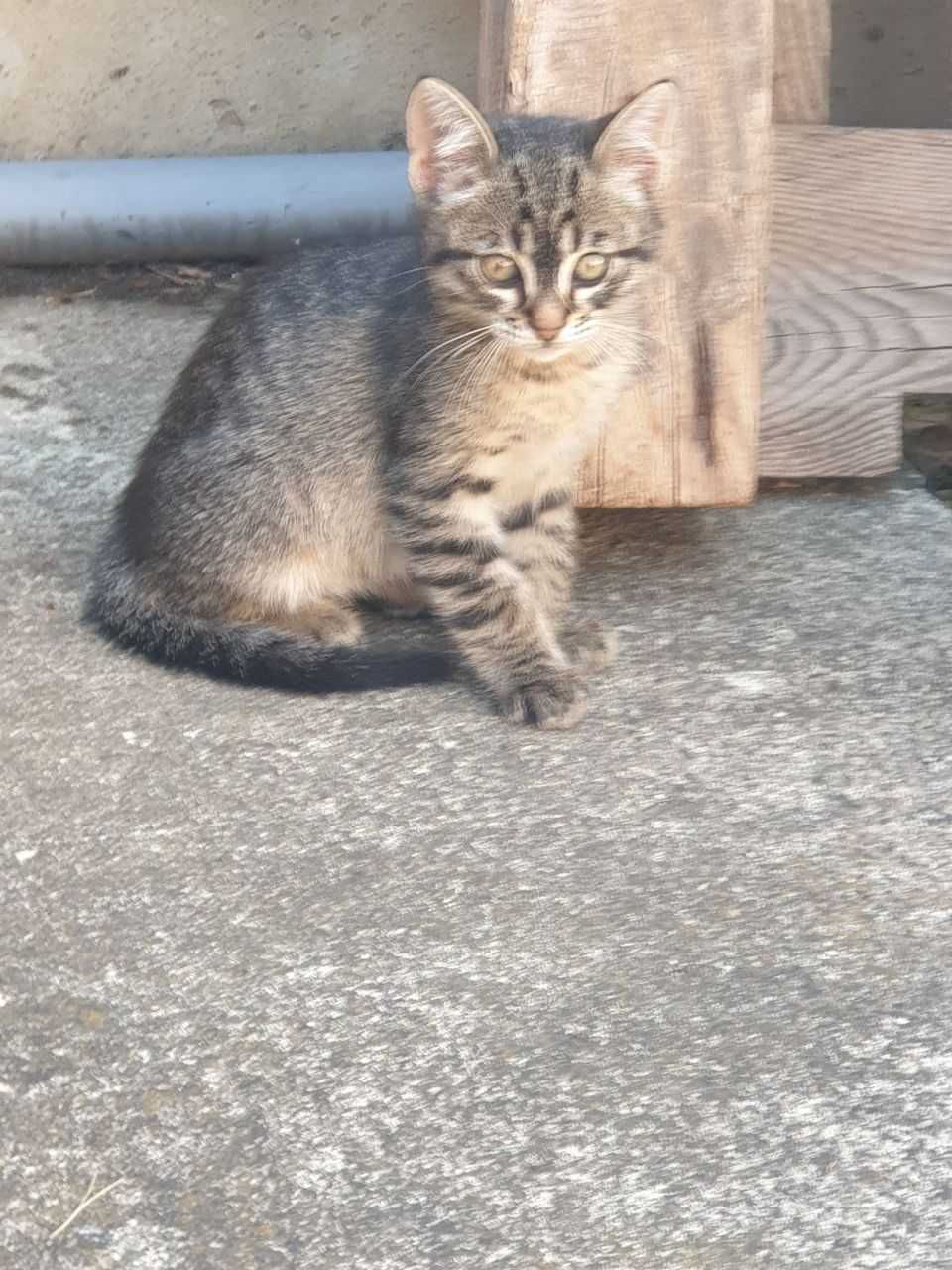 Котки за предаване в любящи ръце
