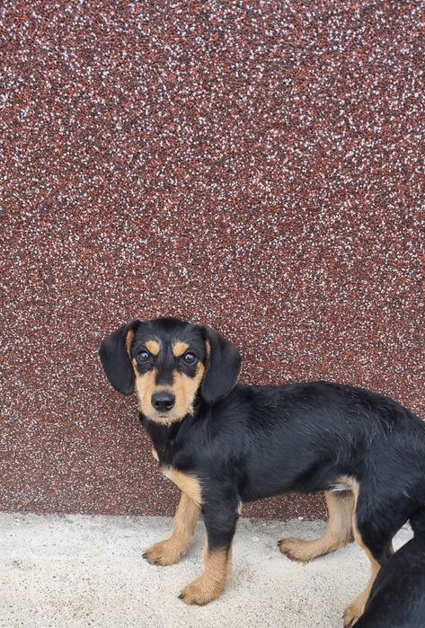 Donez catelusa de talie mica