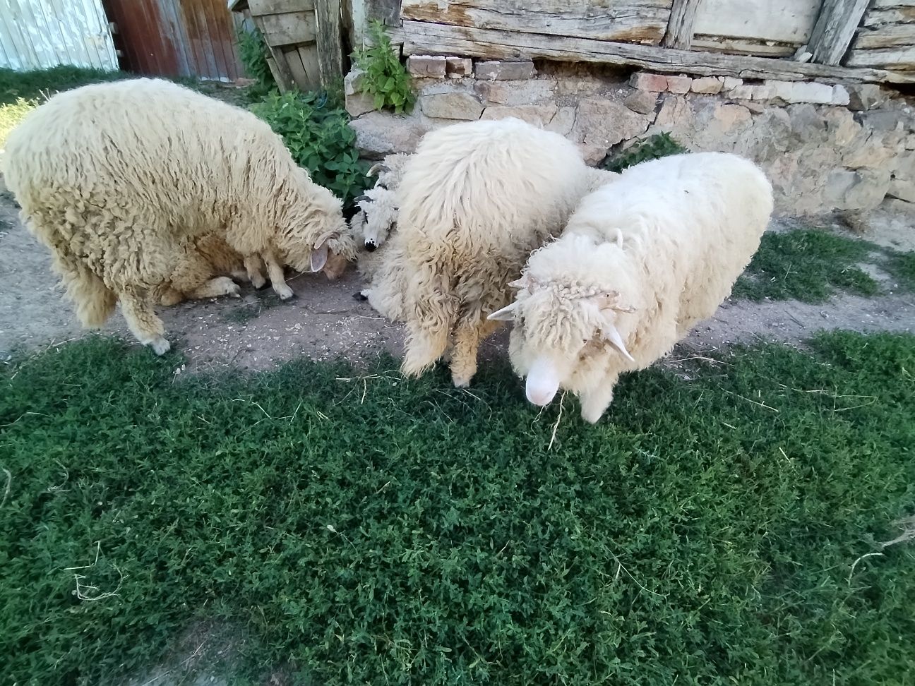 Vând 5 mielute și 2 berbecuți