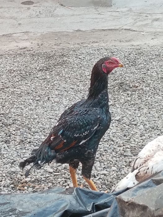 Yosh joja zotli joja