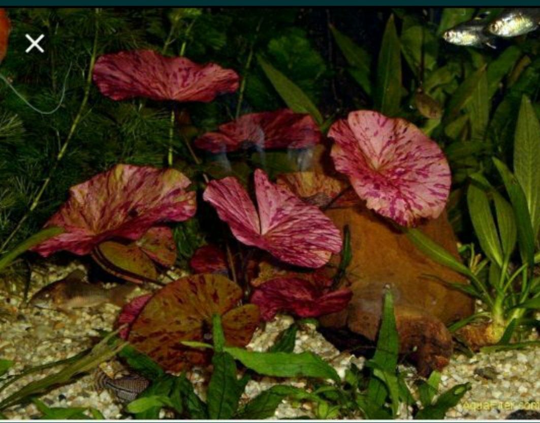 Аквариумное растение нимфея красная