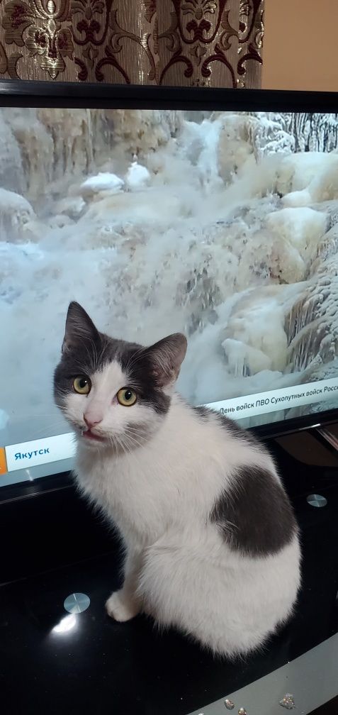 отдам даром кота