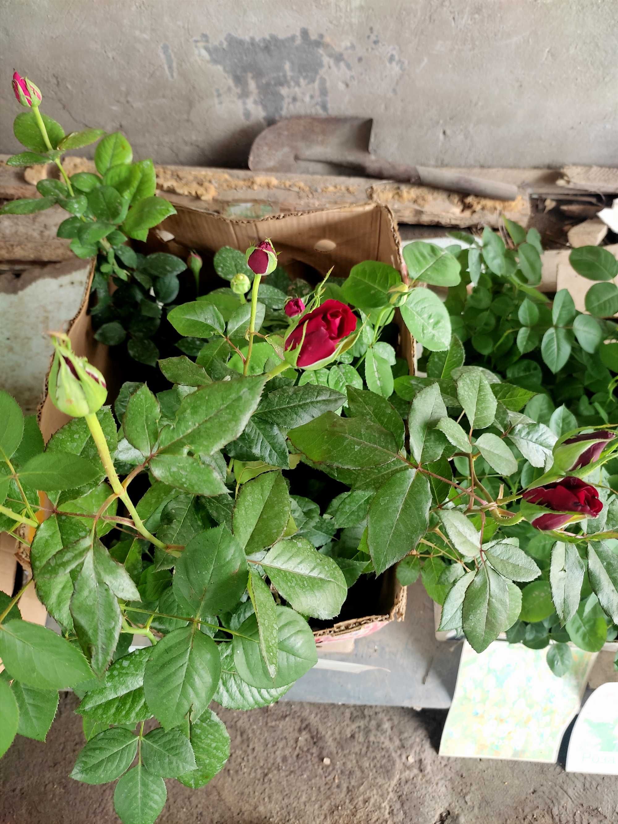 Саженцы роз от производителя. Чайно-гибридная роза с крупными цветками