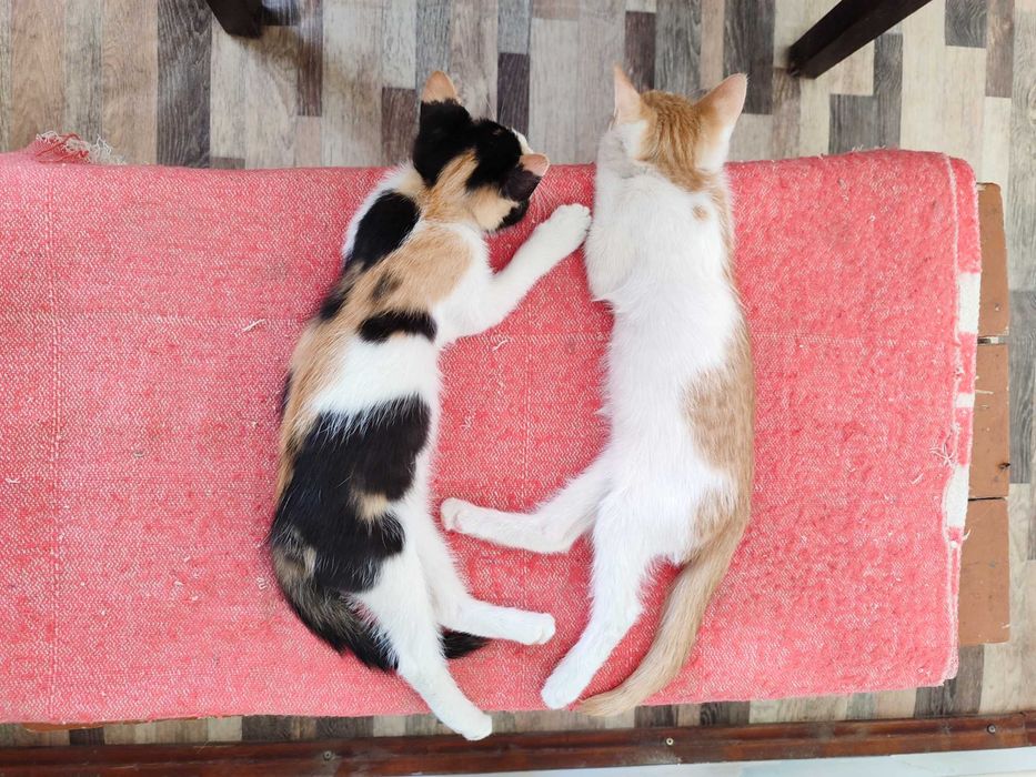 Отдам даром котят в хорошие руки