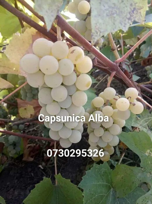 Vând Butași viță de vie Altoita și Hibrida direct de la PRODUCĂTOR