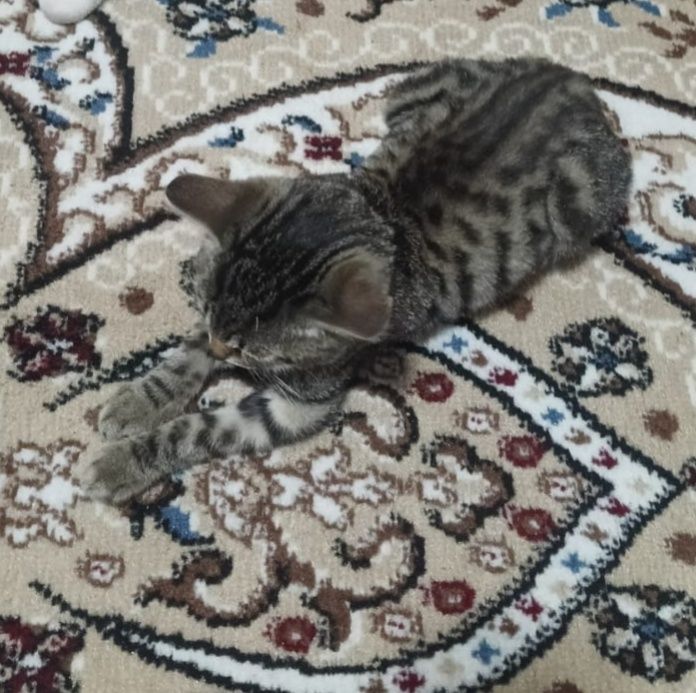 Отдам котенка мальчика