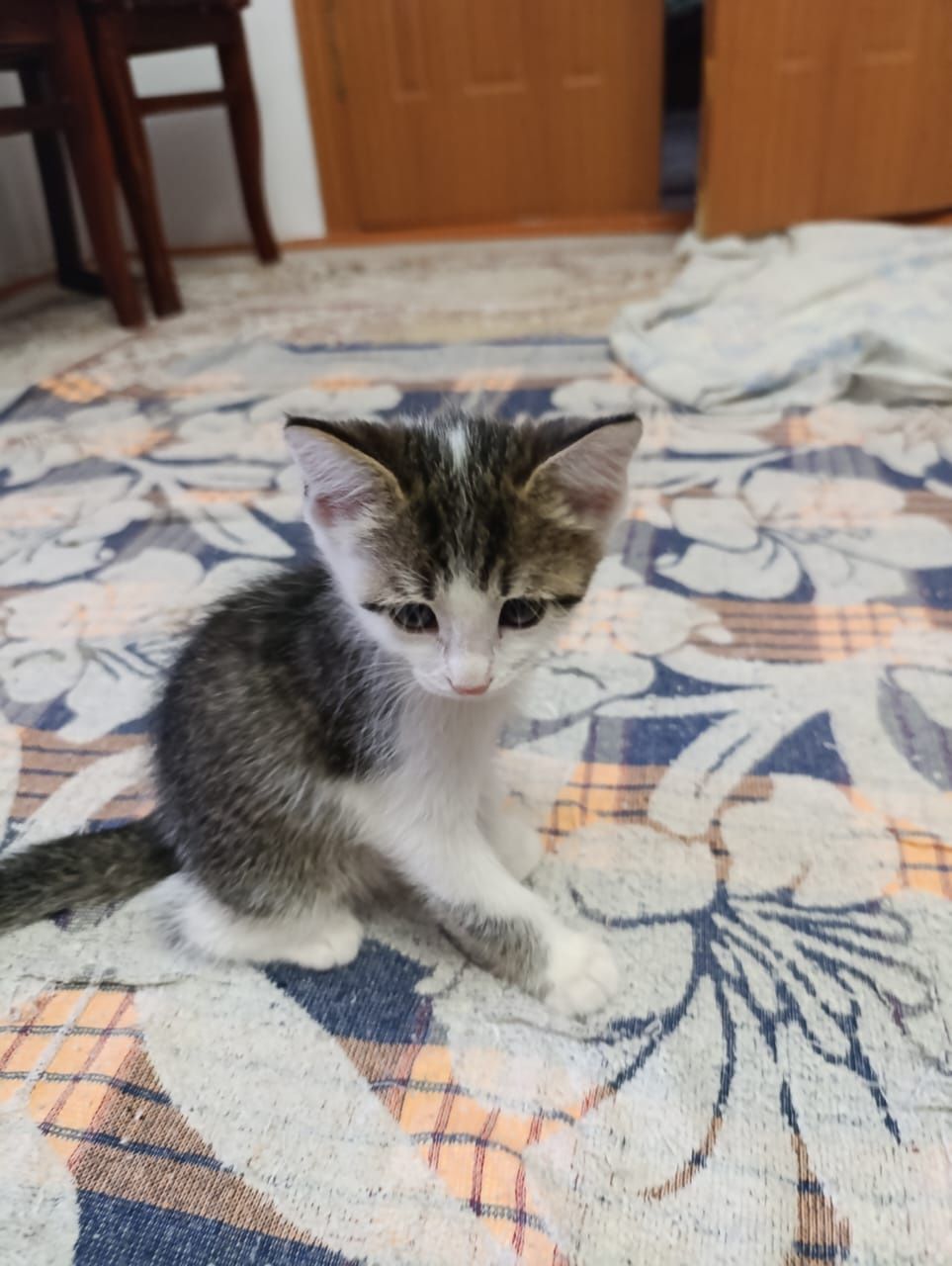 Котята Кызылорда