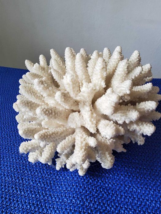 Coral acvariu decorativ