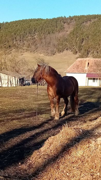 De vânzare armăsar