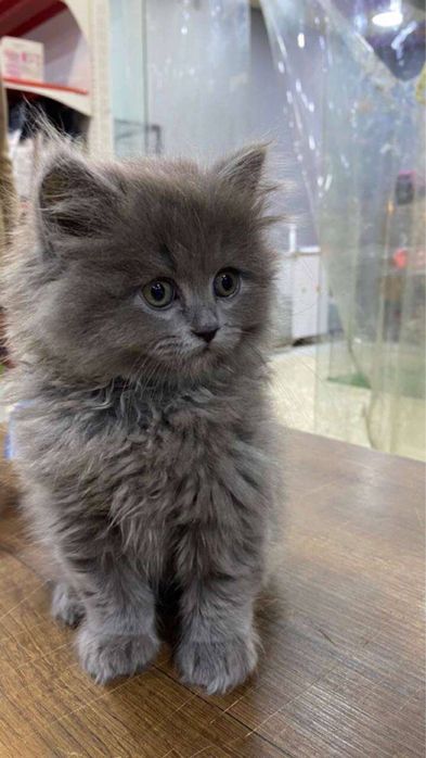 Котёнок , домашний приучена к лотку умная породистая