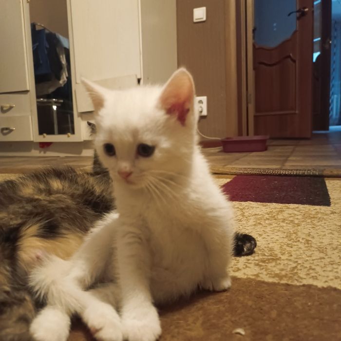 Отдам красавчиков,в заботливые ручки.