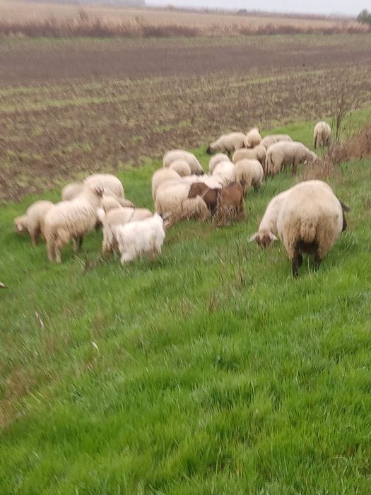 Vând oi metis suffolk