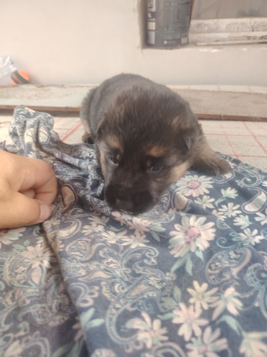 Немецкие овчарки