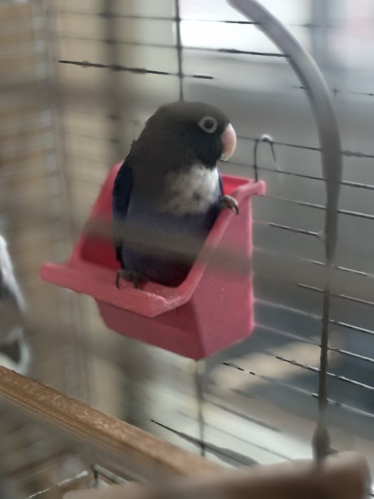 Papagali Agapornis Nigrigenis