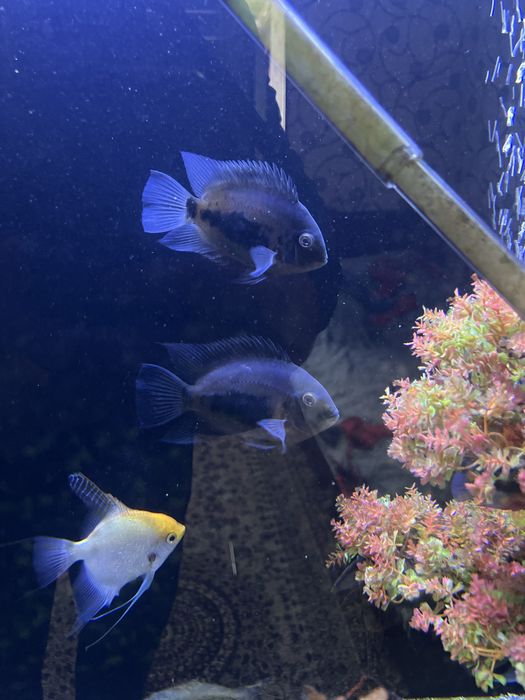 Продаю подроски рыбы уара