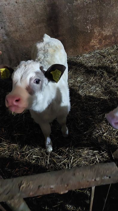 Vând doi vitei de 3 săptămâni