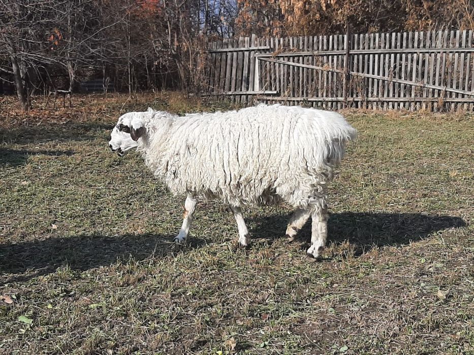 СРОЧНО продам маток ягнят кошкара