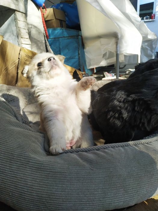 Donez pui metis drăguți și jucausi