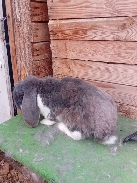 Vand sau schimb iepuri berbec german