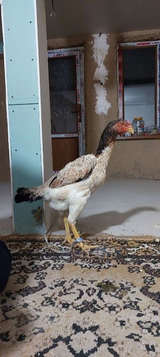 Yoshiga tòlgan tovuq