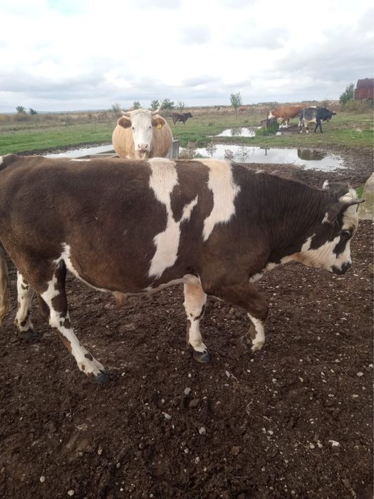 Viței si vitele albastru belgian si baltata romaneasca