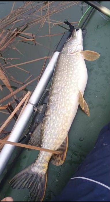 Icre știucă naturale pescuită pe ape sălbatice