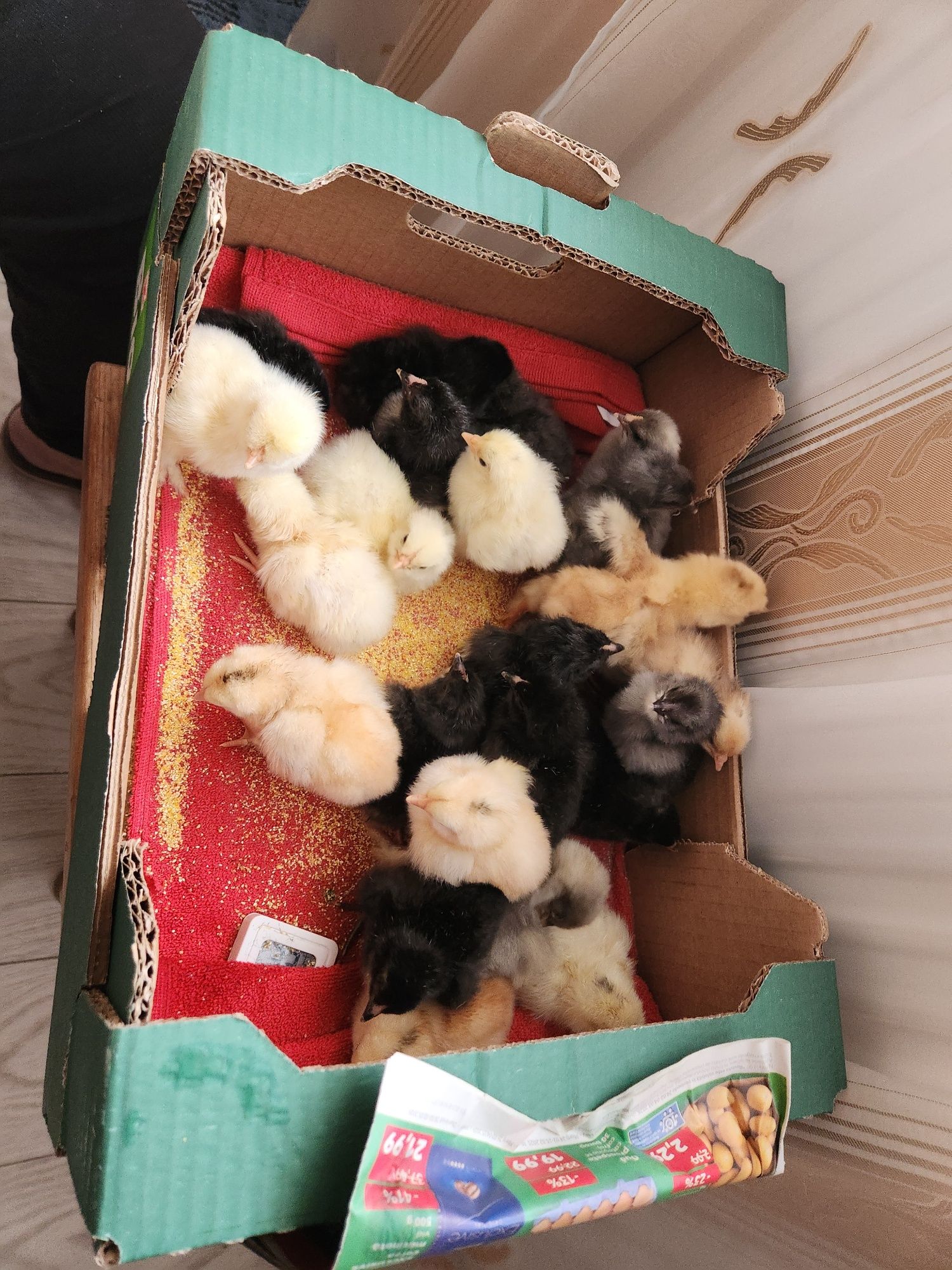 Pui AUSTRALORP dar și alte rase selectate de o săptămână