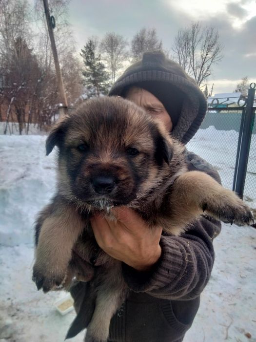 Отдам щенка в добрые руки