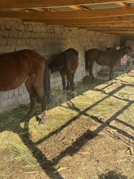 Байталдар сатамын үйырден келген жоңышка жеп тур 4 штук етері жақсы ур