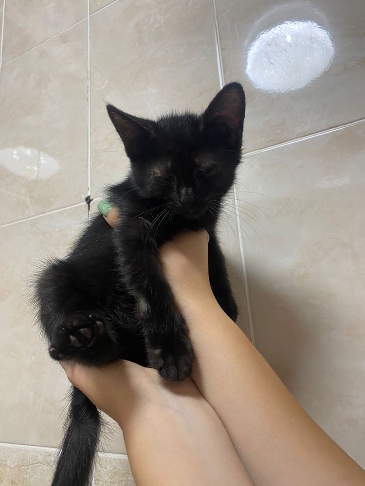 Отдам котят бесплатно