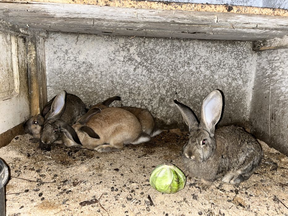 Iepuri Urias german berbec german