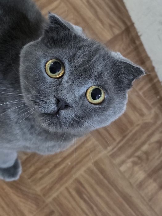 Шотланская вислоуха