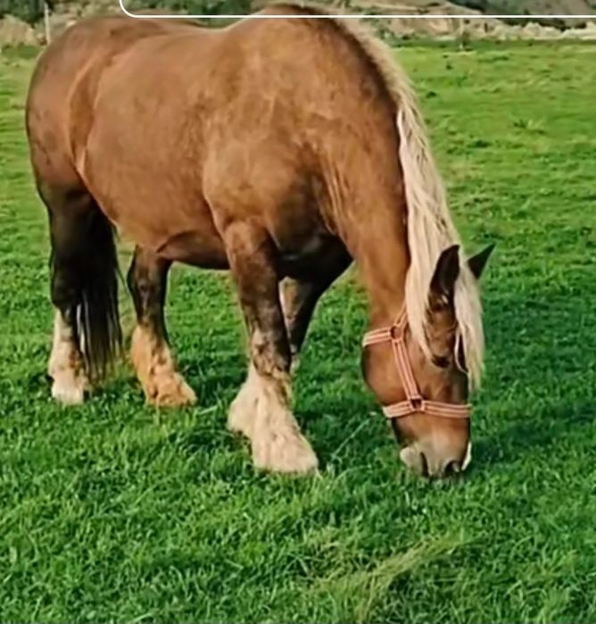 Manz greu ciocolatiu