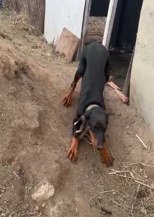 Продам собаку доберман