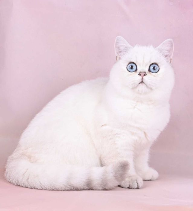 Pisicuta British Shorthair Chinchilla cu pedigree