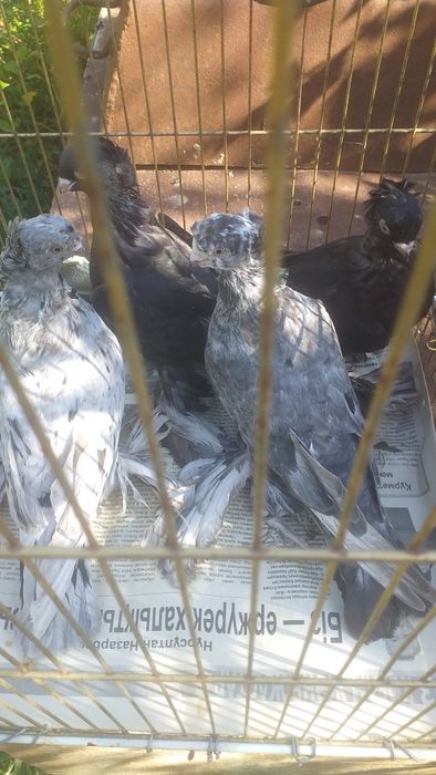 Продаю годубей узбекской породы,