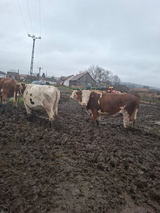 VACI /JUNINCI de vânzare