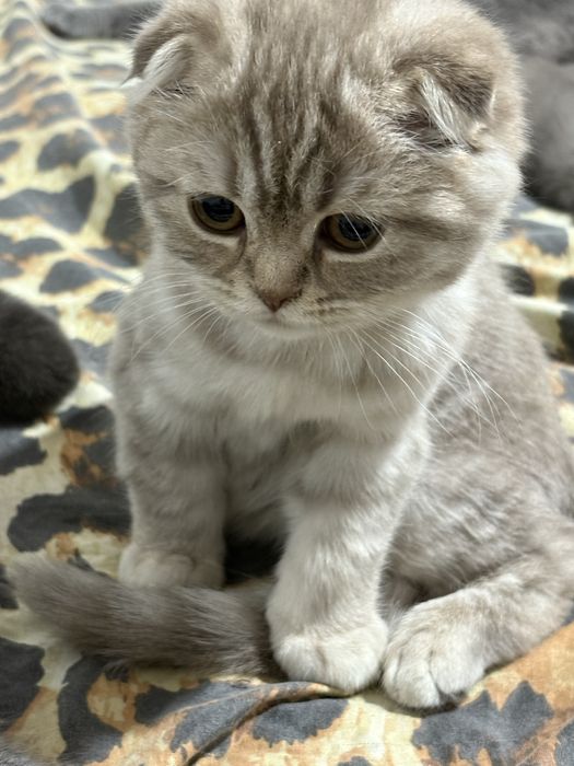 продаю породистых кошек