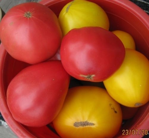 СЕМЕНА    сортовых   томатов