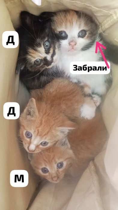 Котята 2 месяца ищут дом