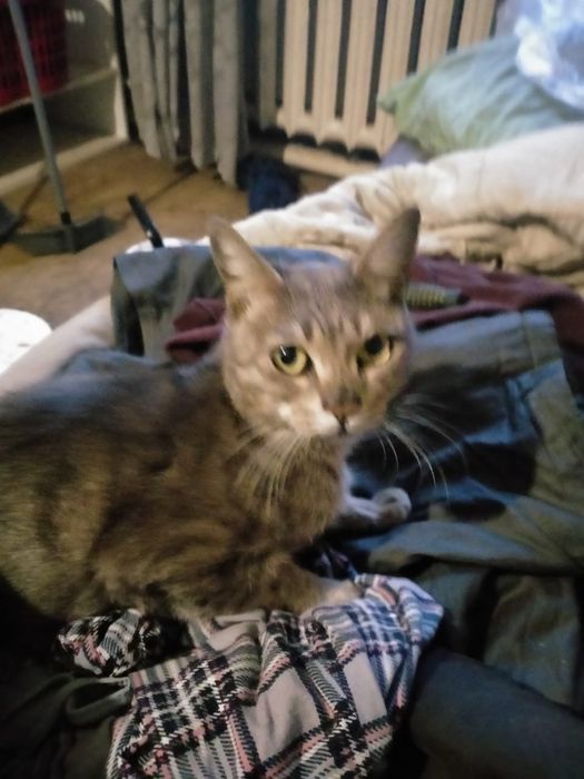 Отдам кошку даром