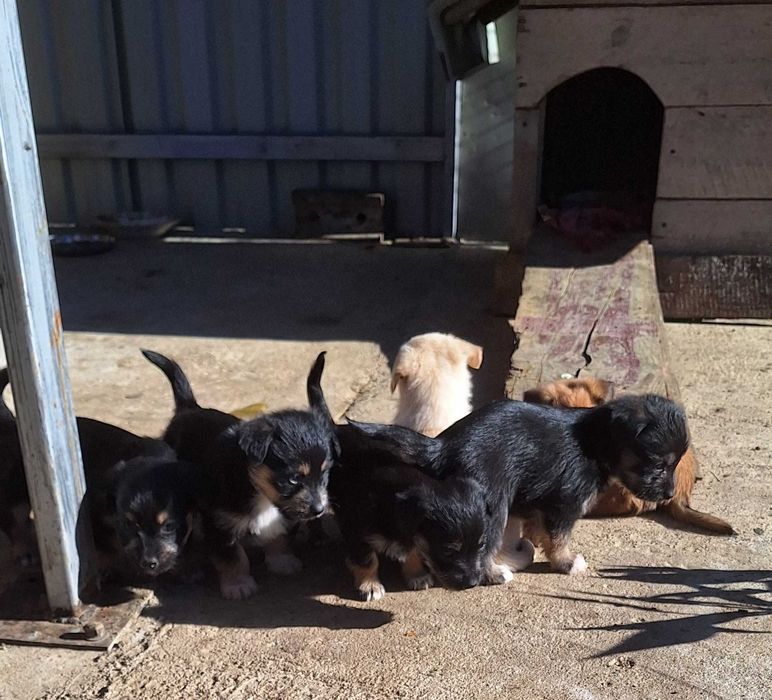 Ofer spre adoptie cateluse de talie mica