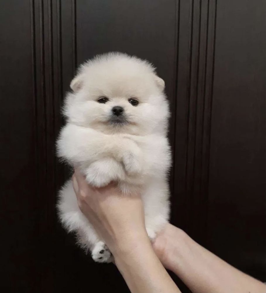 померанский шпицы