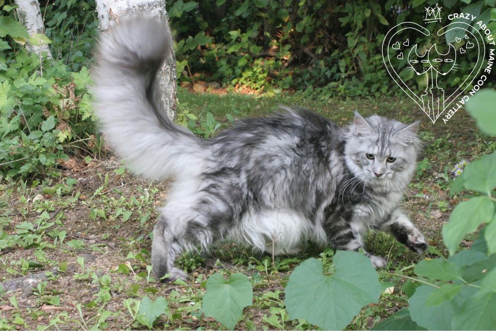 Мейн Куун (Maine Coon)