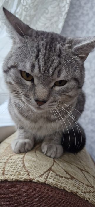 Кот ищет семью отдам хорошие руки